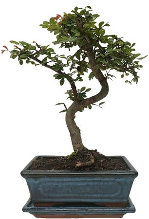 Bonsái de zelkova de 8 años, interior/exterior, tronco recto/curvo, con/sin plato, con abono específico (CURVO CON PLATO Y NUTRIBONSAI)