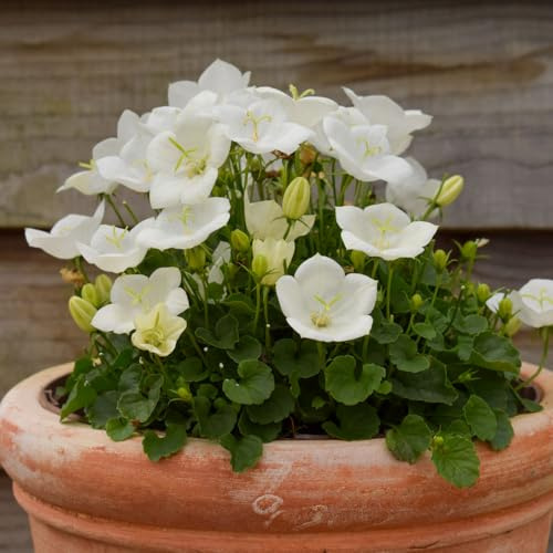 Bedwen Campanula 'Pearl White' 2L Plant – Compact Summer‑Flowering Alpine Perennial Bellflower for Rock Gardens, Cottage Borders & Patio Pots