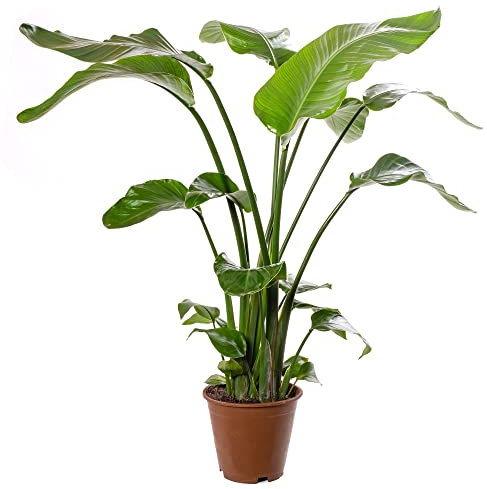 Strelitzia Nicolai, grande pianta da interno, vera sempreverde, alta e esotica.