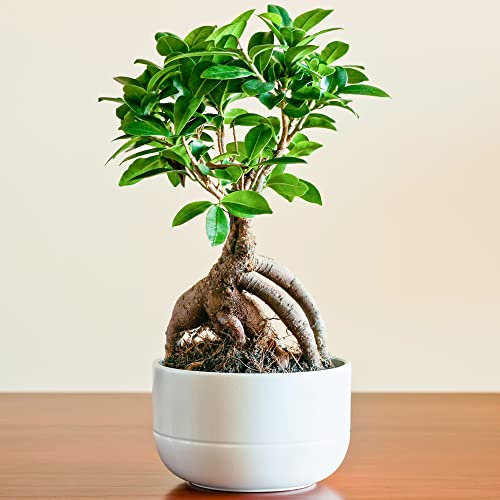 Ideale Geschenkepflanze für Zuhause oder das Büro - Ficus Ginseng dekorativer innen Bonsai