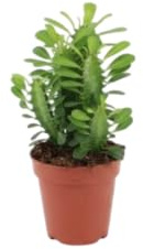 Euphorbia Trigona DECOALIVE Planta Natural Tipo Cactus Africano Ideal para Interior