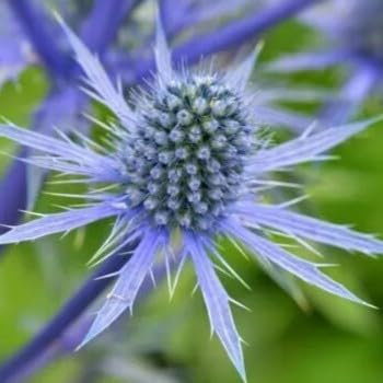 Sea Holly Blue - 70 Seeds + freebie + Plant tag (Eryngium alpinum)