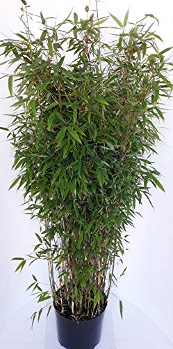 1 Stück Bambus, Fargesia murielae Jumbo, Höhe: 160-170 cm, winterhart, immergrün + Dünger