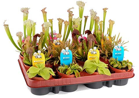 Pack de 12 Plantas Carnívoras en Maceta Pequeña Plantas Vivas