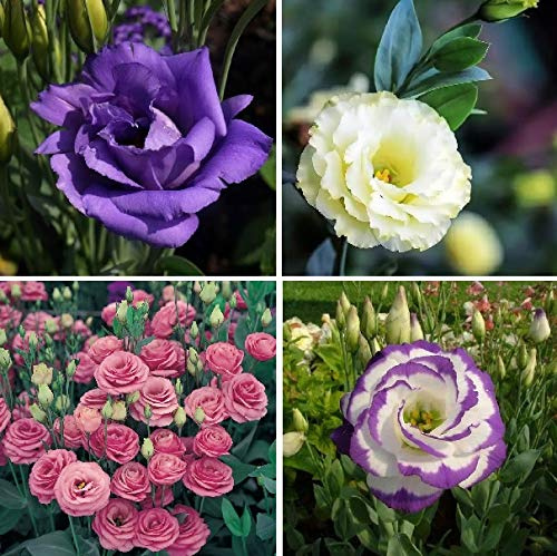 Graines d'Eustoma mixtes rares Plantes à fleurs vivaces Graines de fleurs en pot de balcon Lisianthus pour plante en pot de fleurs Lot de 100 graines
