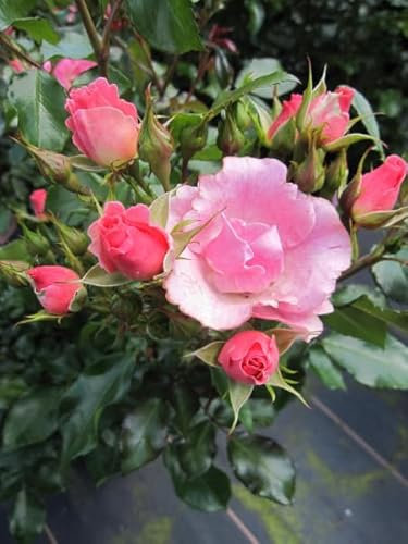 Rosa Roselina ® - Beetrose Roselina ® - Kordes Rose - Kollektion Nektar Garten ®