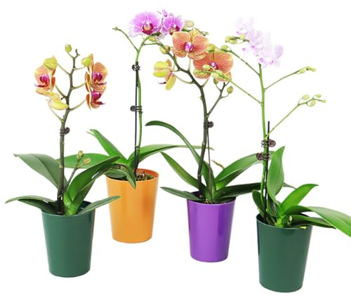 Kixnor Orchideentopf, 10,9 cm, Kunststoff, für Orchideen, Pflanzen, Blumen, mehrfarbig, 4 Stück
