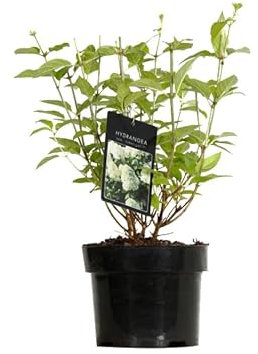 3 x Hydrangea Paniculata 'Limelight' - Hortensia paniculé 'Limelight' 40-50 cm en conteneur, floraison estivale