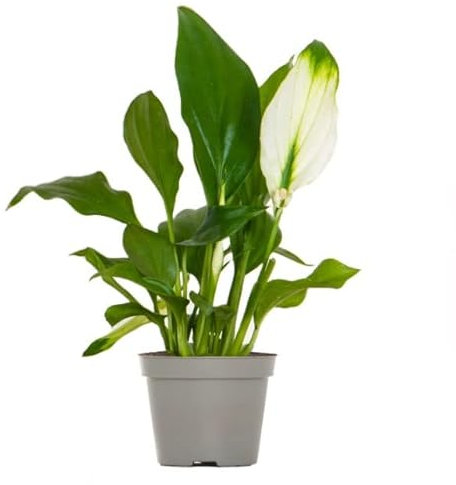 Hermoso Espatifilo Natural La Planta de Interior Perfecta para Purificar el Aire de tu Hogar