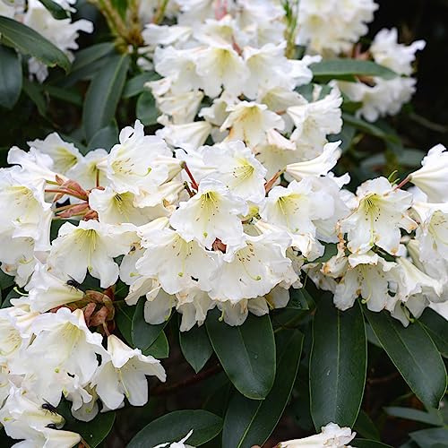 semi azalea rododendro - balcone serra decorazioni giardino estate ufficio giardino rocce azalea, resistenti esotici 100pcs
