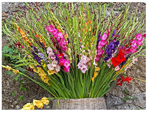 10x Gladioli Mixed Bulbs - Large Flowering Gladiolus Corms Size 8/10 – Multicoloured Summer Flowering Bulbs for Cut Flowers, Borders & Containers