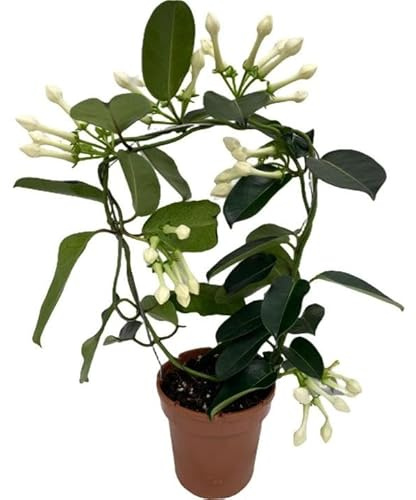 Stephanotis Floribunda Natural - Jazmín de Madagascar - Planta Aromática y Ornamental