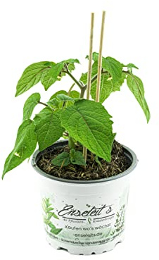 Ananas Kirsche, PHYSALIS PRUINOSA, Pflanze aus Nachhaltigem Anbau!