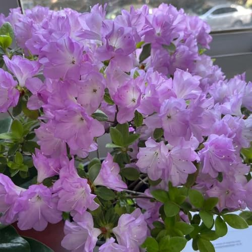 50 piezas semillas de rododendro - jardín herbáceas azalea resistentes, las trepadoras son resistentes