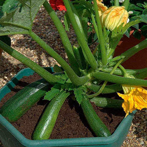 Courgette ‘Midnight’ F1 Hybrid is a Half-Hardy Annual, Easy harvesting with Amazing Taste by Thompson and Morgan