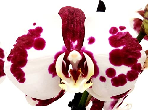 POWERS TO FLOWERS - PHALAENOPSIS POLKA DOTS IN VASO CERAMICA NERO, 3 STELI, VASO 12CM, Pianta vera