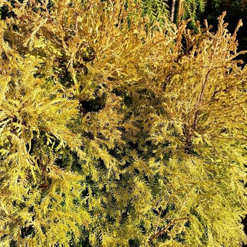Plant Theory 1 Litre Pot Thuja Occidentalis Rheingold White Cedar Climbing Plant