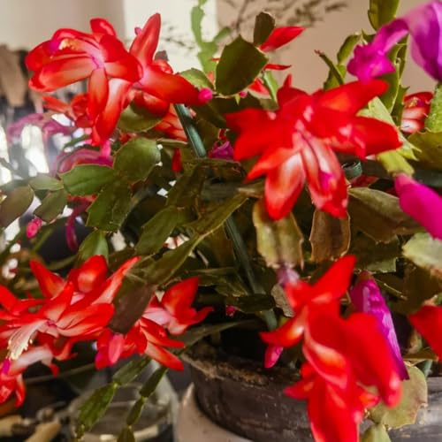 cactus di Natale insoliti Schlumbergera truncata in vaso da ufficio mix di grasse e da giardino ornamentali giardino roccioso in miniatura 80semi