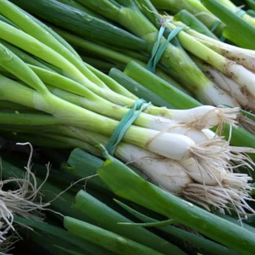 White Lisbon Spring Onion Seeds Winter Hardy, 500 Seeds for Planting in Gardens, Pots & Allotments – Suitable for Indoor & Outdoor Planting – Packed in The UK by Meldon Seeds