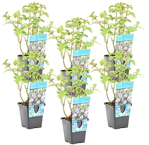 Bloomique - Set de 6 - Mentha aquatica - Menta acuática - Plantas de estanque - Acuáticas - Resistente al frío - Altura 10-20 cm - Maceta 9 cm