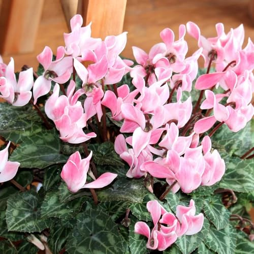 semi di ciclamino da esterno - ciclamino - primaverile, selvatici decorativi resistenti da balcone per aiuole rialzate 90pcs