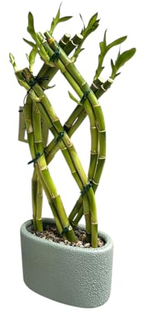Hopewind Plants Shop - Lucky Bamboo Live Plant in Decorative Pot, Easy to Maintain Indoor Houseplant, Perfect for Home, Room, or Office Decor, Great Gift, 12-15 Inches Tal (Sage)