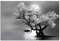 Startonight Cuadro sobre Vidrio - Luna y Árbol Blanco y Negro - Moderno Cuadro de Cristal Acrílico 60 x 90 cm