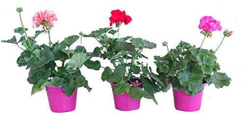 Geranios - Pack 3 Unidades - Pelargonium - Plantas Vivas para Terraza y Jardín