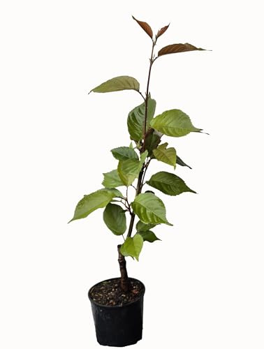 Seedeo Japanische Blüten- und Zierkirsche (Prunus serrulata `Kanzan`) höhe ca 30-50 cm
