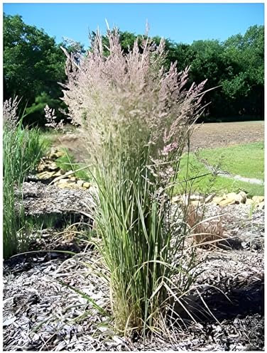 3 x Calamagrostis x acutiflora 'Overdam' im 1 Liter Topf (Ziergras/Gräser/Winterhart/Mehrjährig) Buntes Reitgras - Top als Sichtschutz - Perfekte Kübelpflanze - von Stauden Gänge