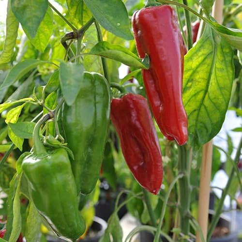 Dulce Italiano Sweet Pepper Seeds - Large Sweet Peppers Quality Heirloom Seed