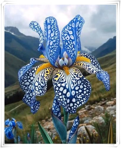 Bulbos de Iris - Fáciles de Cultivar en Jardines y Macetas - Adaptados al Clima Mediterráneo - Iris bulbos-15 Bulbos