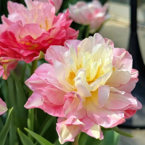 Bombilla de tulipán perennes resistentes,Decoración de jardín,para plantar,decoración de sala de estar moderna.6pcs