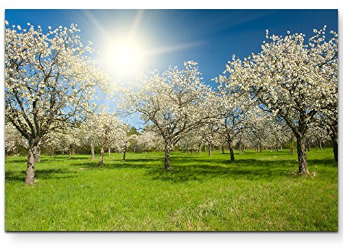 Leinwandbilder | Bilder Leinwand 120x80cm Apfelbaumplantage im Frühling