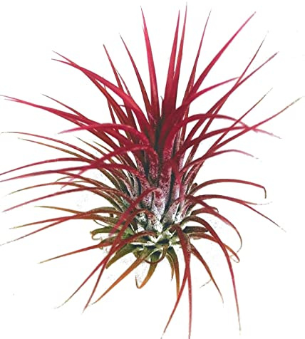 DECOALIVE Clavel del Aire de Color Rojo Planta Natural para Decorar el Hogar Tillandsia Planta Aérea