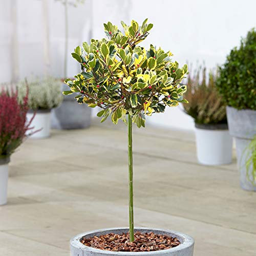 Ilex Argentea Marginata Baum | Topf Immergrüne Zier-Holzbäume für die Terrasse | Standard Stamm Lollipop Baum | Outdoor Gartenpflanzen