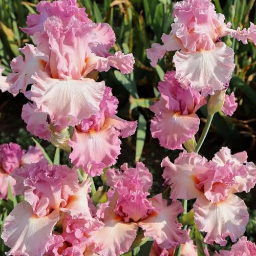 Bulbos de iris - cubre el suelo perennes balcón, raras 10pcs