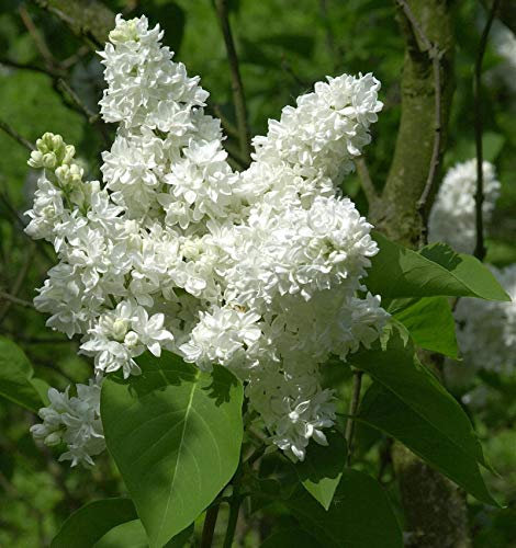 Edelflieder Madame Lemoine 60-80cm - Syringa vulgaris