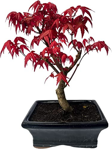 Bonsai Tree, Japanese Maple - Acer Palmatum Deshojo - Approx. 6 Years - 15cm Pot