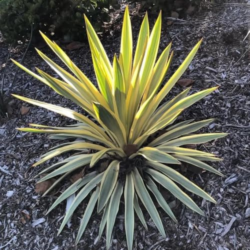 semillas resistentes de yuca, raras Decoración de jardín para exteriores para lugares soleados variedades antiguas exóticas balcón otoño 30pcs