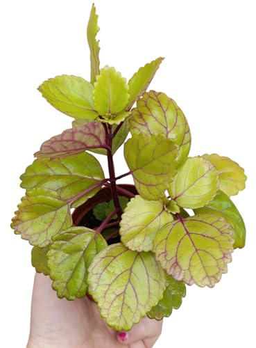 Plectranthus verticillatus edera svedese begonia pianta milionaria portafortuna
