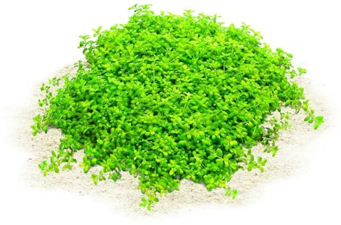 Aquasabi - Hemianthus callitrichoides Cuba - Kuba-Perlkraut - in Vitro XL - 8,5 cm Bechergröße - Bodendecker Wasserpflanze für Aquarium - in vitro Aquarienpflanze - Aquascaping