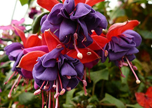 Seeds Big Purple Red Bell Flowers bonsai fuchsia garden flowery in plants hanging Flowers Fuchsia 50 pcs/pack, 83: 2: Only seeds