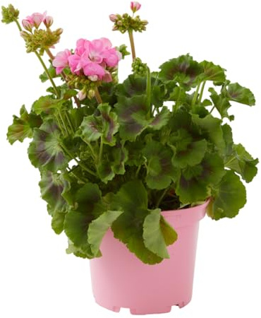 Verdecora Geranio Planta Madre Maceta 3L | Pelargonium x hortorum | Planta natural de Exterior con Flor | Floración Abundante | Ideal para Balcón, Terraza y Jardín