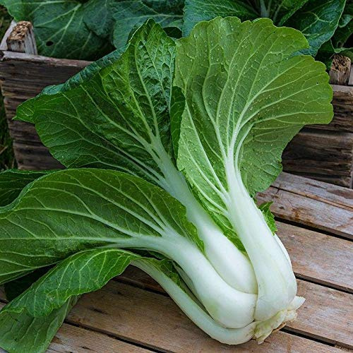 Bopak Pak Choi Hybrid Seeds - Perfect for Using Fresh in Salads(100 - Seeds)