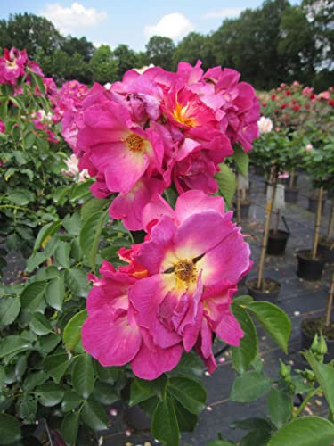 Rosa Weg der Sinne ® - Stammrose Weg der Sinne ® - Kordes Rosen - ADR Rose