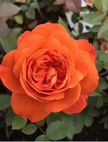 Super Trouper - Potted Floribunda Garden Bush Rose in A 3 Lt Pot-Vibrant Orange Blooms
