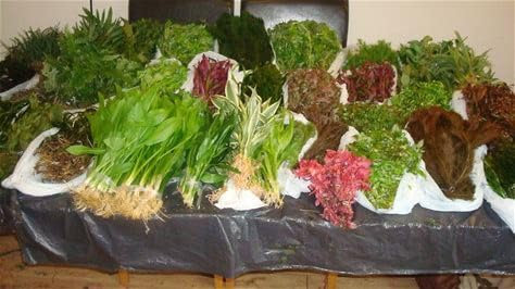 150 Aquarium Aquatic Tropical Freshwater Fish Tank Plants Plants for Fish Tank pre Weighted in (30 Bunches of 5 Plants) Live Multi Mixed Pack Bundle Real Aquarium Plant Weighted