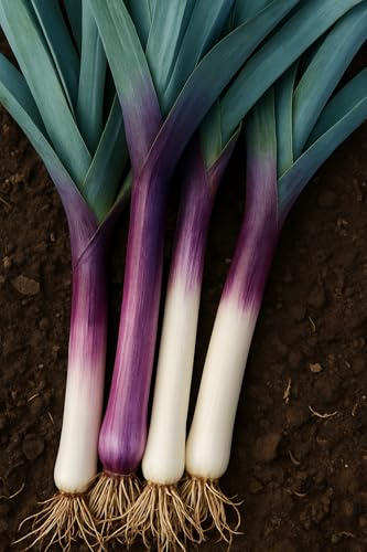 150 graines à semer - Le Grenier d'Abondance - POIREAU d'hiver Violet de Saint Victor - Allium porrum