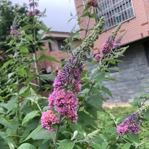 schmetterlingsflieder, schmetterlingsstrauch steingartenpflanzen winterhart buddleia für sonnige plätze winterharte deko balkon schnittblumen 100samen